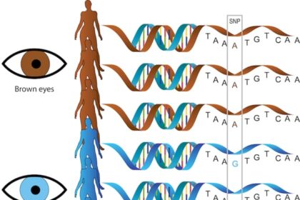 DNA
